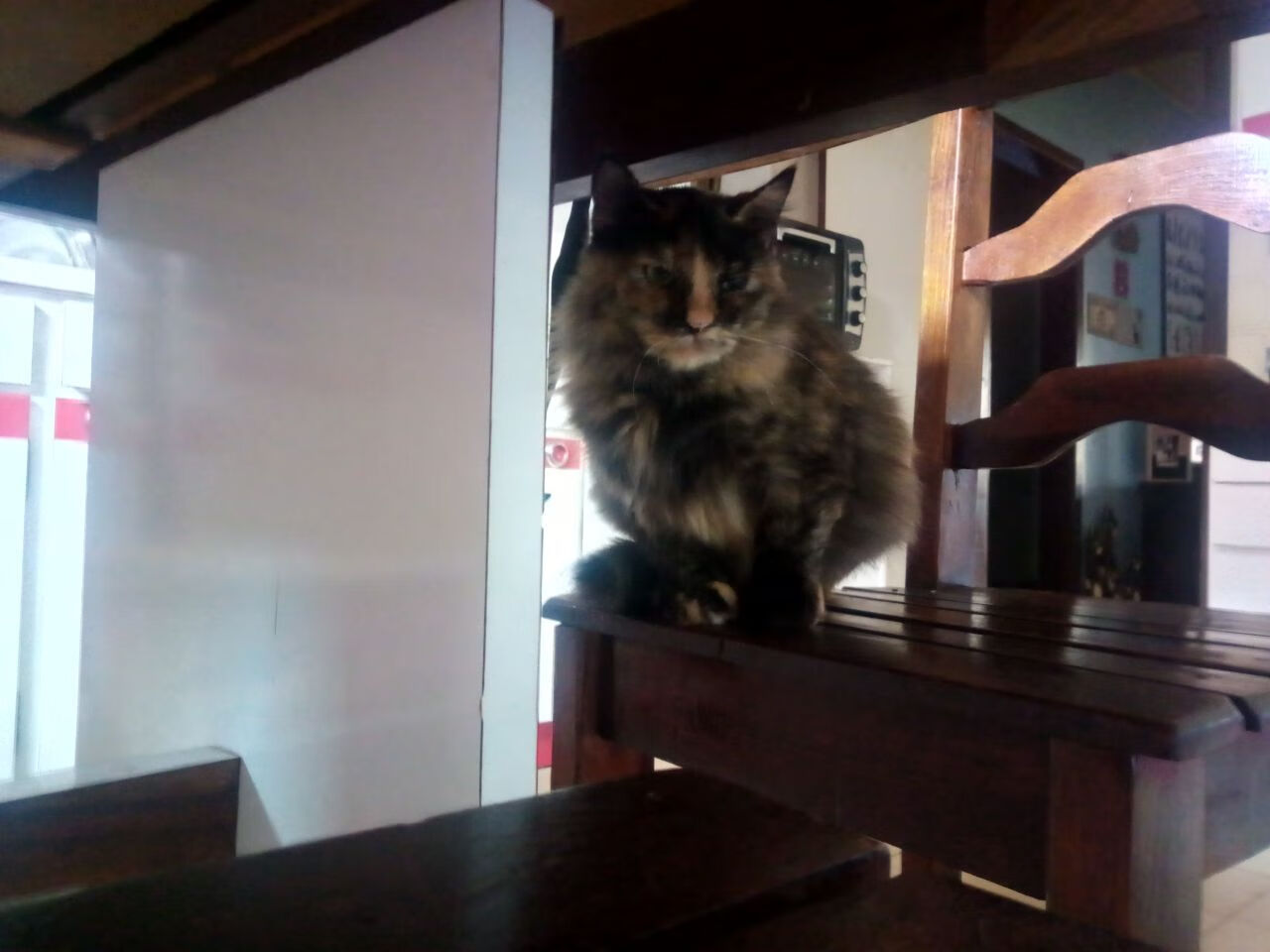 巴西骑手丽莎·卡瓦略在巴黎奥运会盛装舞步比赛中获得第十名,展现出色表现。