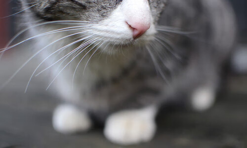 未来足球“天王”之路:崭露头角的年轻力量,未来足坛第一人