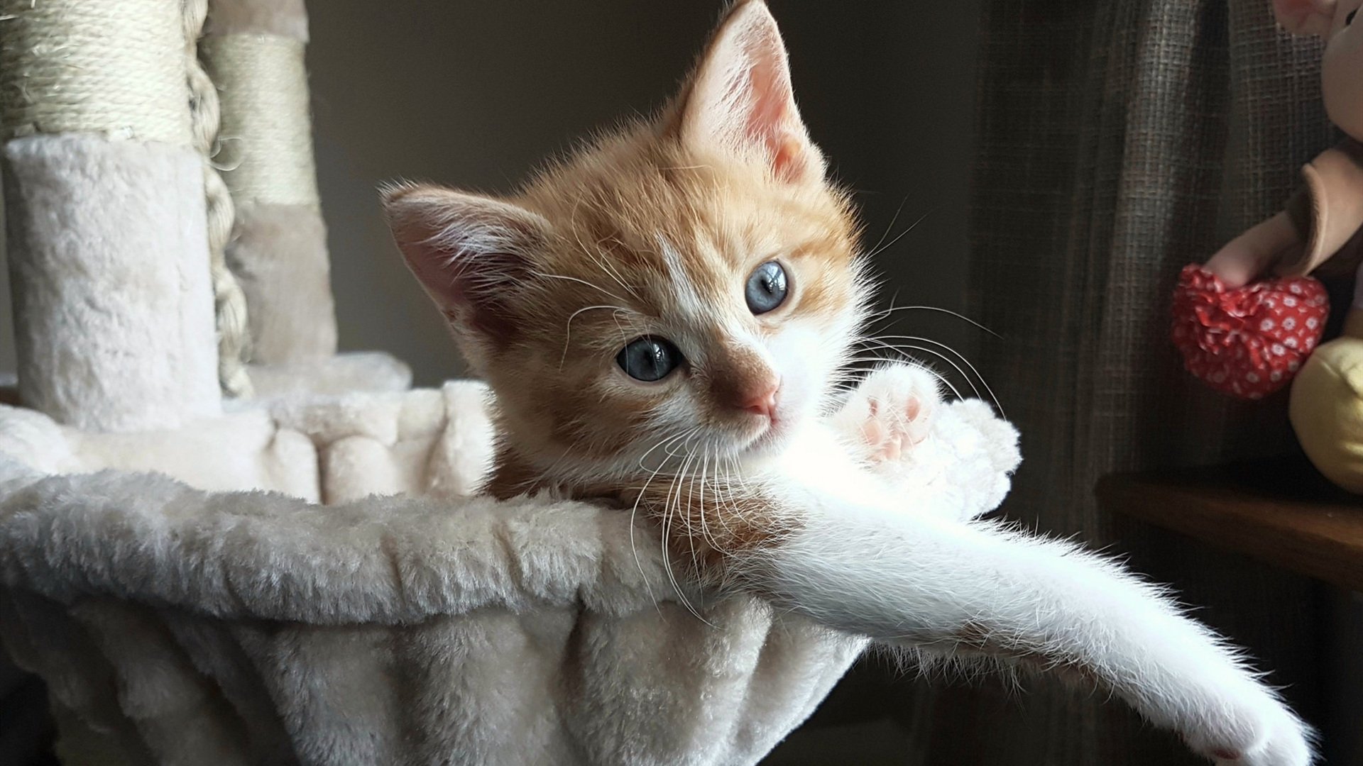 特色乡村骑马摘果比赛,运动与传统农事结合,骑马采茶手法是什么