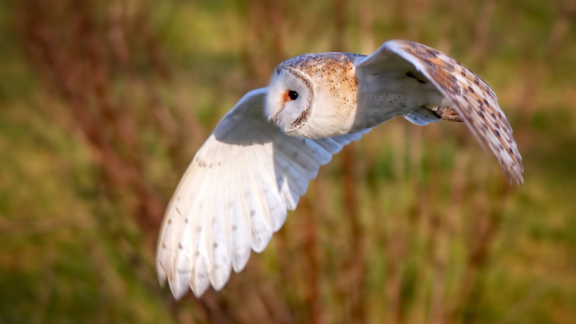 九游娱乐APP-瑞士队中场罗德里格斯在巴黎奥运会上展现出强大的组织能力，罗德里格斯 委内瑞拉