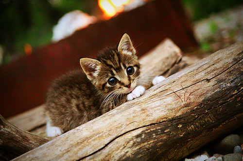 西甲足球嘉年华,观赛体验不断升级,西甲足球集锦