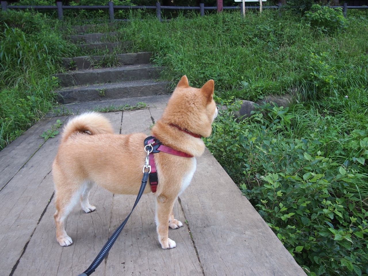 让人心潮澎湃的“绝杀瞬间”集结,绝杀的视频