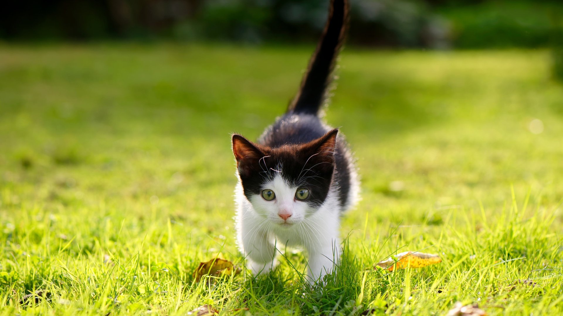 九游sports-LCS明星选手数据回顾，lckchovy选手