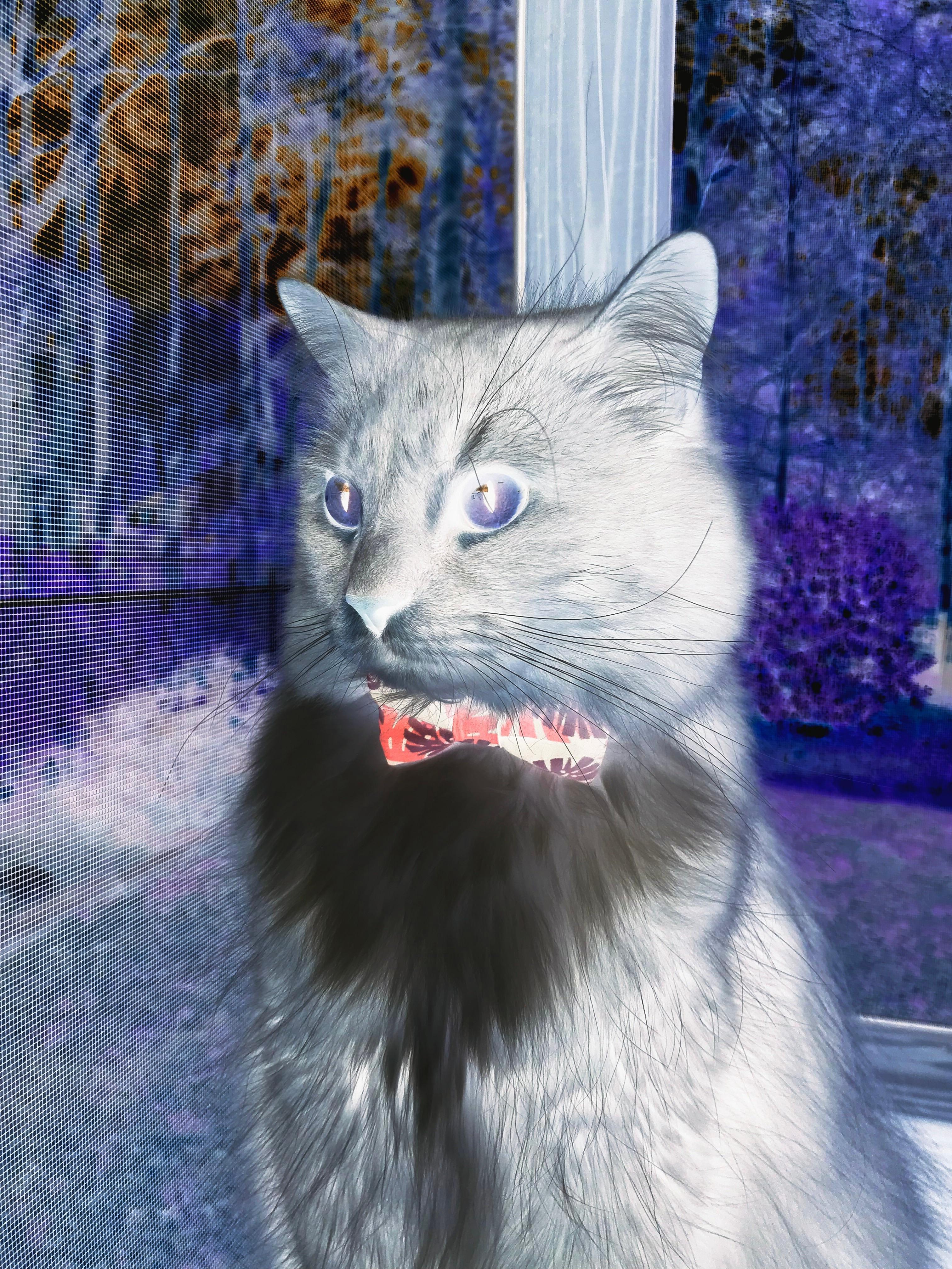 《每日邮报》：巴西女足在奥运会小组赛中与加拿大队激战，奥运会女足巴西对加拿大