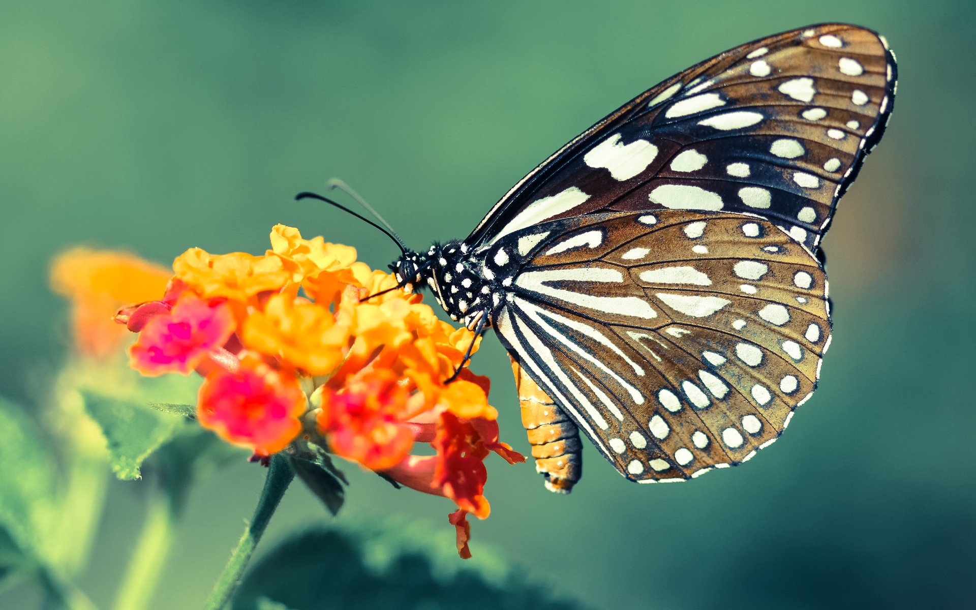 太阳击败公牛,常规赛巅峰对决中杜兰特带伤作战,杜兰特太阳花