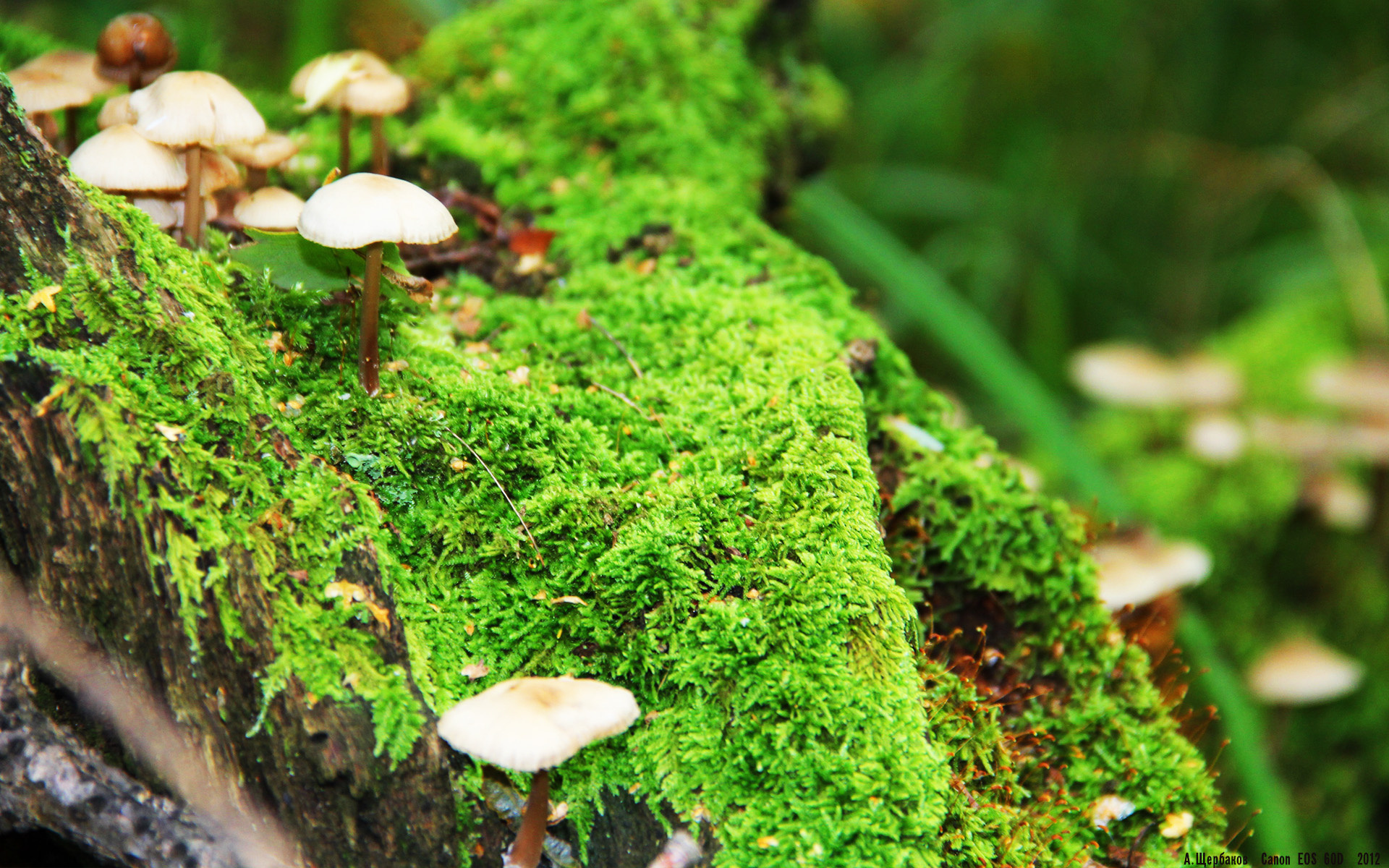 九游登录中心-意大利国家队稳操胜券，轻松战胜对手，意大利国家队队