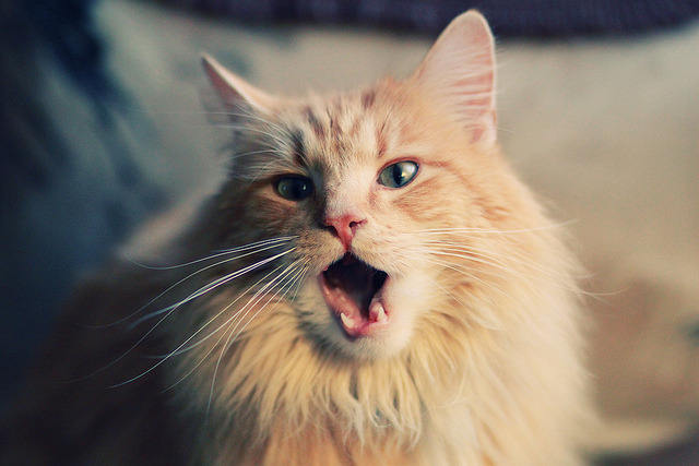 九游娱乐APP-拜仁慕尼黑主场1-1战平勒沃库森，错失三分，拜仁慕尼黑vs勒沃库森比分预测