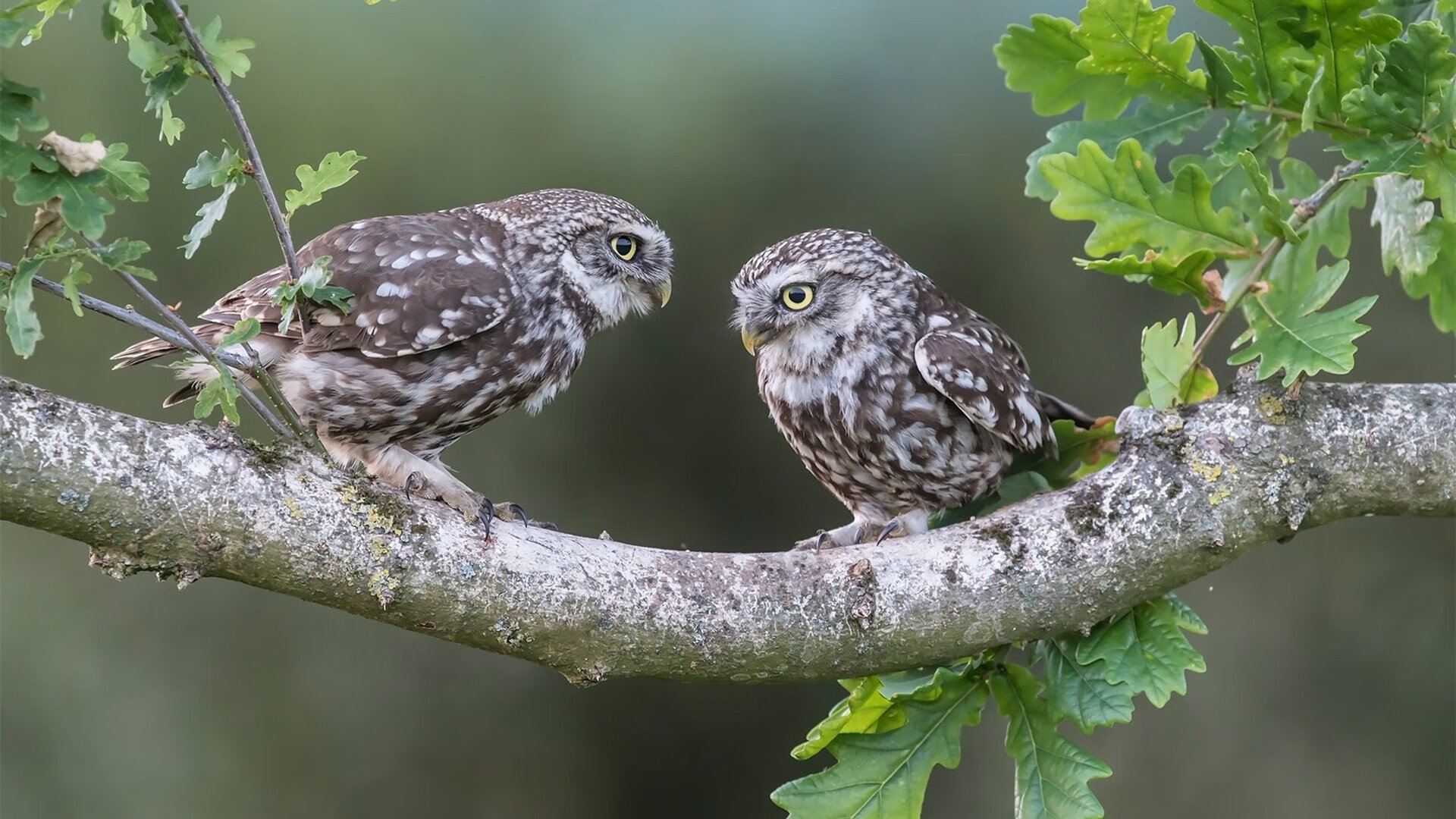 斯洛文尼亚险胜晋级，波黑队失利，斯洛文尼亚险胜晋级,波黑队失利了吗