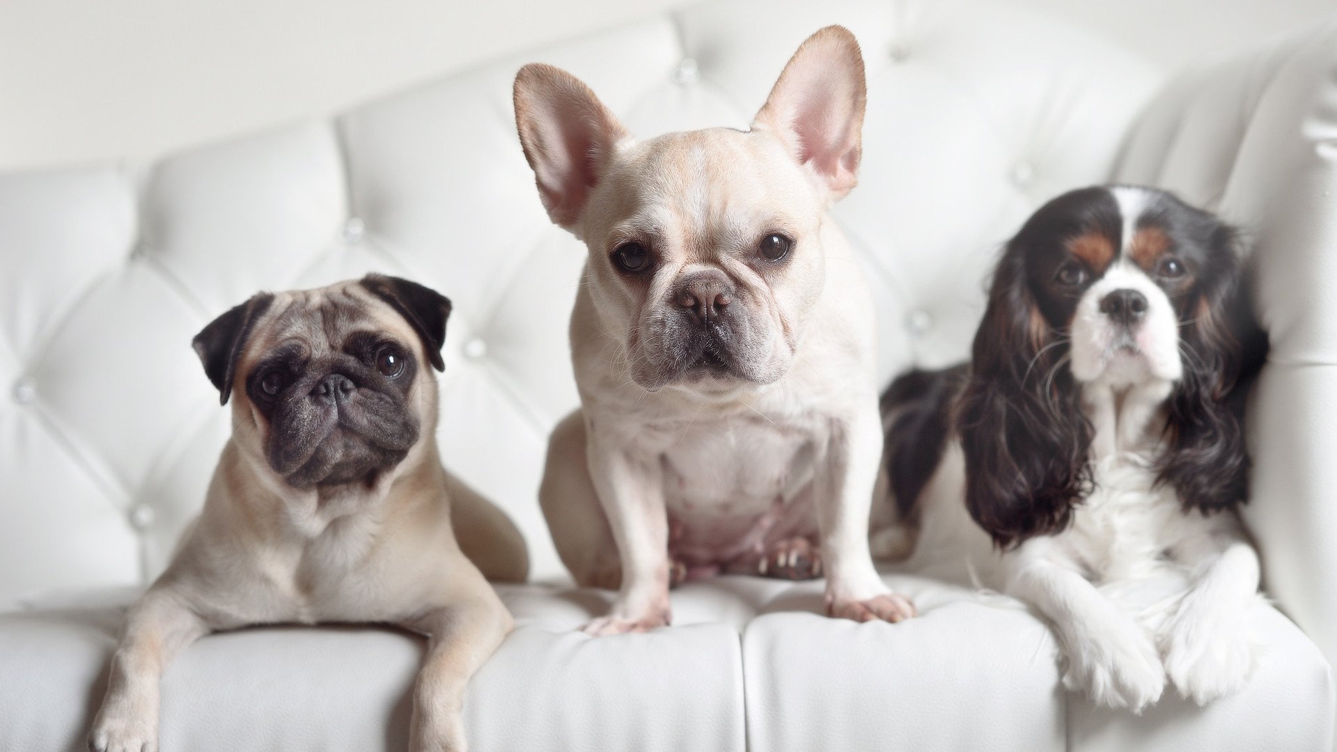 JiuyouAPP下载-河北夺得常规赛冠军，晋级季后赛，河北队战绩