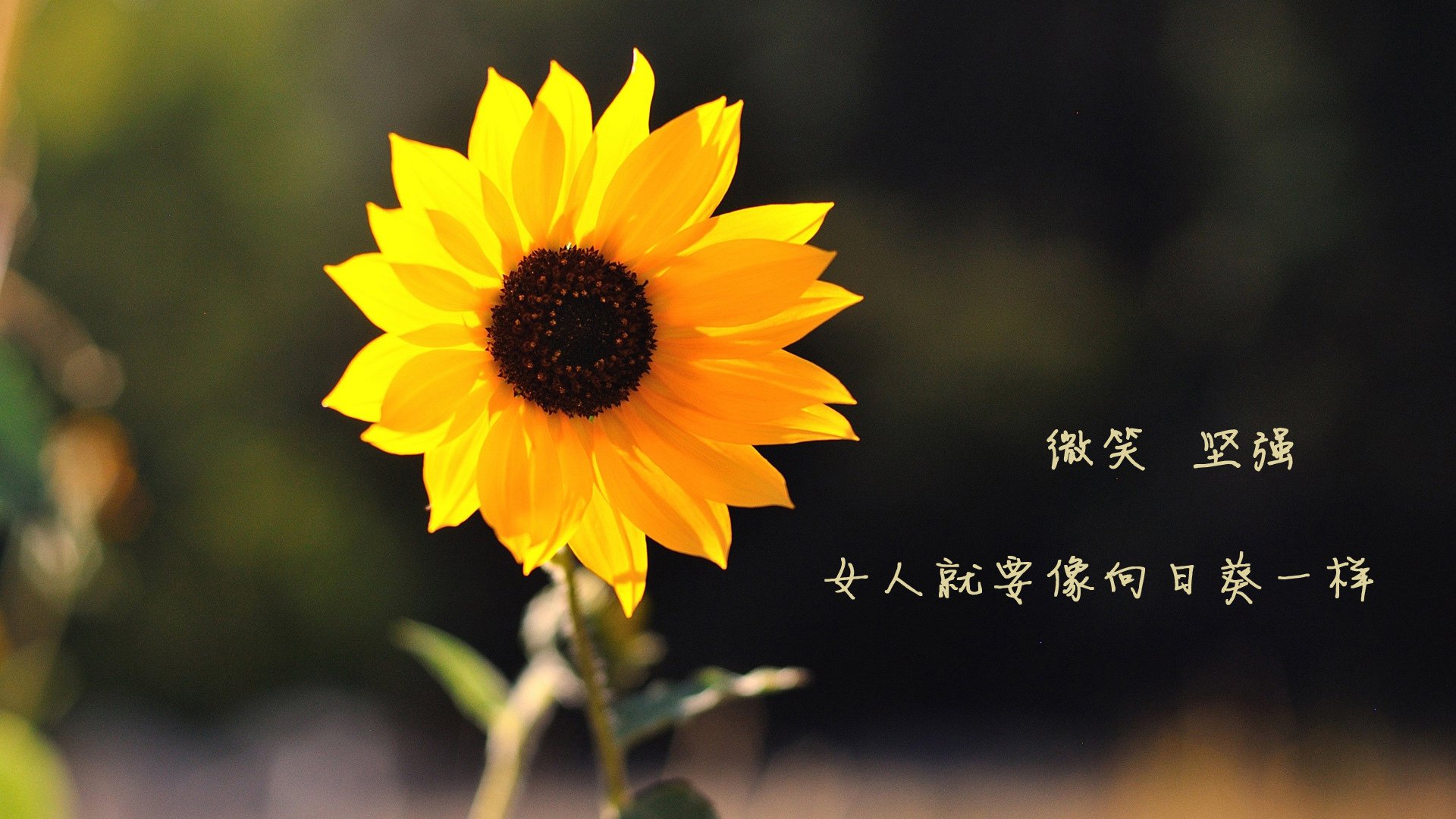 马德里竞技不敌切尔西,惜败欧冠关,马德里竞技和切尔西谁厉害