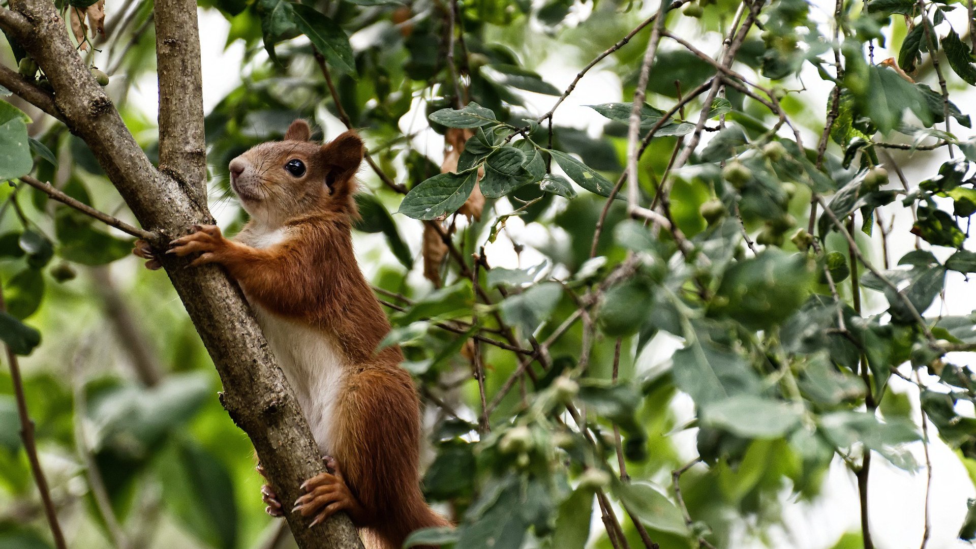 中国篮球联赛数据分析技术应用及案例研究,中国全国篮球联赛数据
