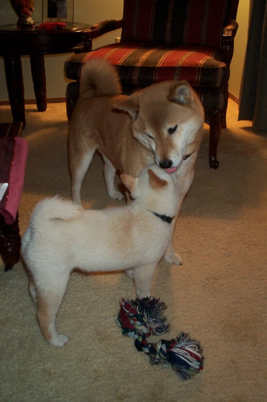 CBA球队拓展海外交流合作，cba各支球队外援情况