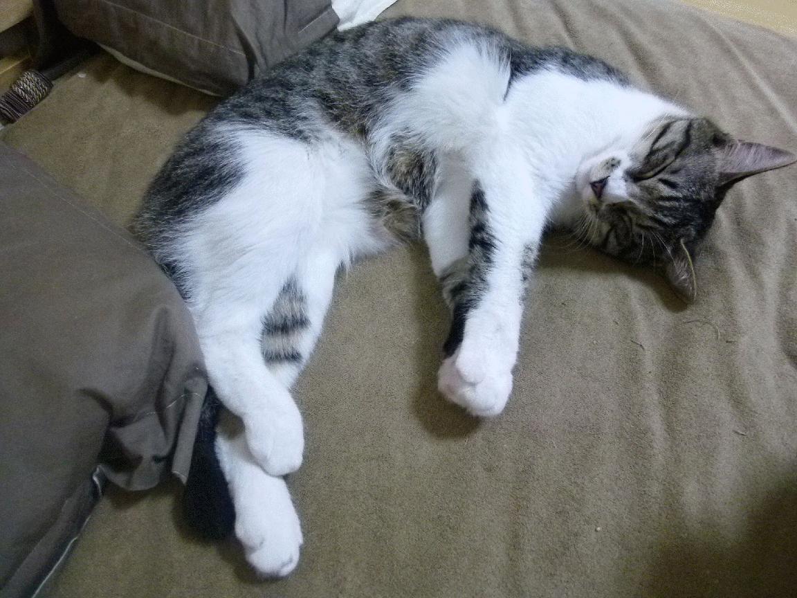 “运动舞蹈赛事：金牛区城北体育馆成为全球舞者展示实力的竞技场”