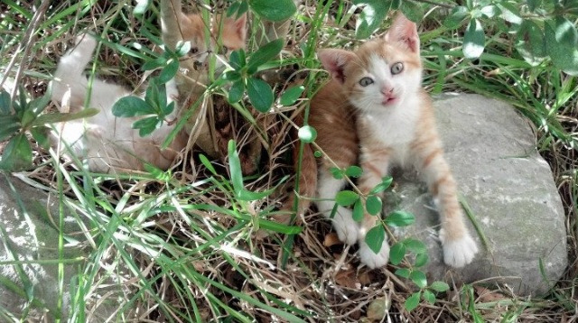 九游游戏中心官网-奥运村食品追溯系统上线保障饮食安全，奥运村食物