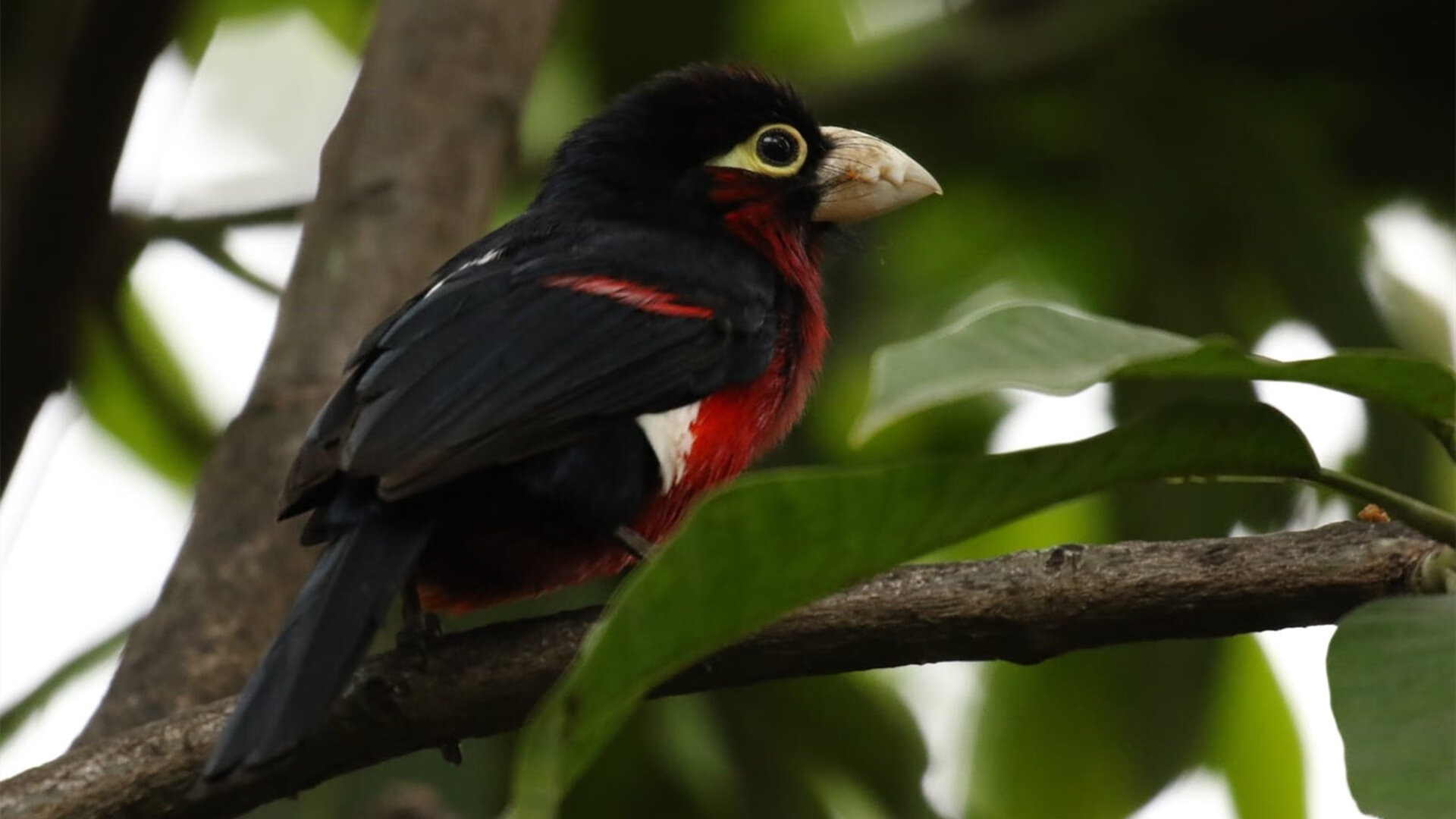 九游娱乐官网 (JIUYOU)-C罗新纪录获国际媒体广泛报道，c罗新纪录获国际媒体广泛报道的原因