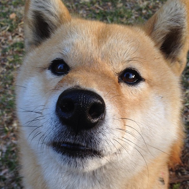 JiuyouAPP下载-西甲攻防对撞：精彩瞬间不停上演！，西甲比赛分析gmanbetx